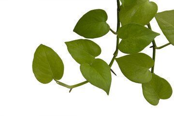 Golden pothos isolated on white background Save with clipping path.