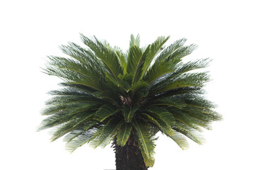 Cycad palm tree isolated on white background. Clipping path. - 593621983