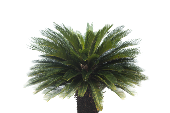Cycad palm tree isolated on white background. Clipping path.