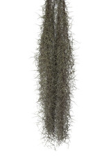 Spanish moss isolate on white background. Clipping path. - 593622138