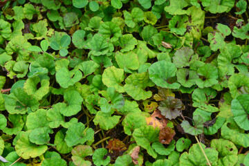 Close up of plants, flowers, leaves. Flat lay photography