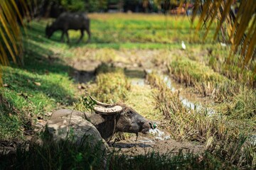 Water buffalo on a farmland lying in the mud