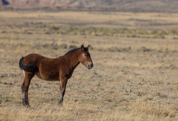 Cute Young Wild Horse in Autumn in the Wyoming Desert