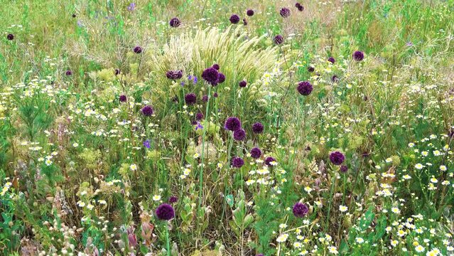 A plot of semi-wild steppe (secondary savannah) with wild onion, chamomile, rocket cress, cereals. Black Sea region and Crime