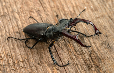 The male stag beetle sits on the background of a rough woody texture. Selective focus.