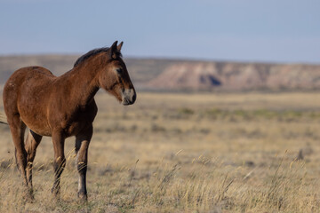 Naklejka na ściany i meble Cute Young Wild Horse in Autumn in the Wyoming Desert