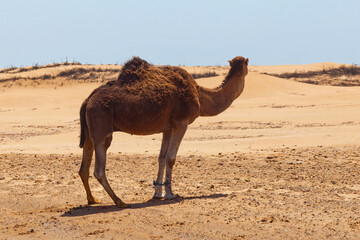 Single hobbled camel stands on the sand in a hot african desert area.