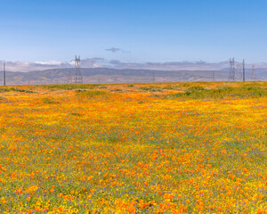 April 14, 2023, Lancaster, CA, USA: Wild flowers bloom on the side of the road in Lancaster, CA.