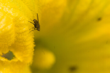 Macro photography of a fly on a pumpkin flower