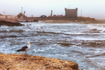 View of the lonely seagull who looking on the Atlantic Ocean in the area of Essaouira in Morocco.