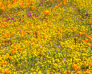 April 14, 2023, Lancaster, CA, USA: Poppies and Goldfields Wild flowers bloom on the side of the road in Lancaster, CA.