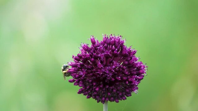 Broadleaf wild leek (Allium atroviolaceum) onions grow in deposits (dry steppe) of the northern Black Sea region and Crimea. Many nectarophages and pollinators of flowers: hony bee