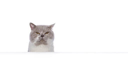 Funny head shot of an adult male British Shorthair cat, peeping from behind an edge. Looking annoyed towards camera. Isolated on a white background.