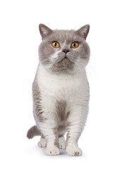 Handsome adult male British Shorthair cat, standing up facing front. Looking towards camera. Isolated on a white background.