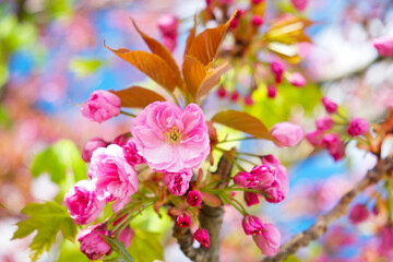 sakura flower close-up on a tree branch