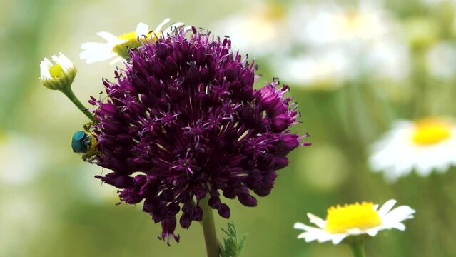 Broadleaf wild leek (Allium atroviolaceum) onions grow in the deposits (dry steppe, chamomile field) of the northern Black Sea region and Crimea. Flower beetle
