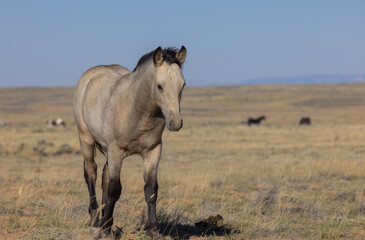 Fototapeta premium Cute Young Wild Horse in Autumn in the Wyoming Desert