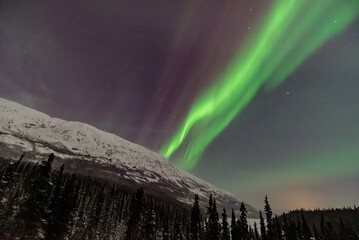 Incredible northern lights scenery seen in Yukon Territory in Canada with green & pink bands coming out over the snow capped mountains. 