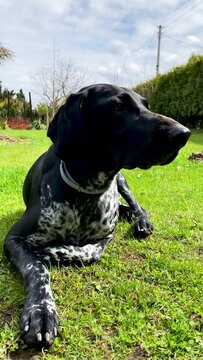 German shorthaired pointer lying on the grass in the garden. Hunting dog resting.