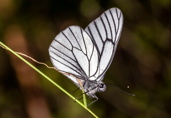 White butterfly on a grass