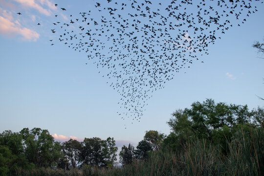 Parvada en el bosque 