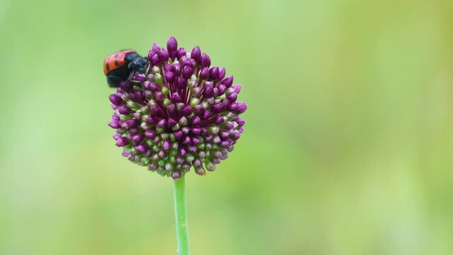 Broadleaf wild leek (Allium atroviolaceum) onions grow in dry steppe of the northern Black Sea region and Crimea. Many nectarophages and pollinators of flowers: blister beetle Mylabris quadripunctata
