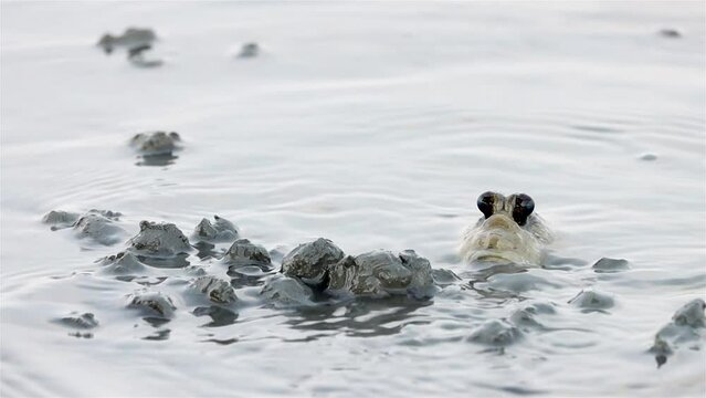 A mudskipper spit muddy balls as barrier around his burrow when digs nest hole in bottom of river, slow motion, Thailand