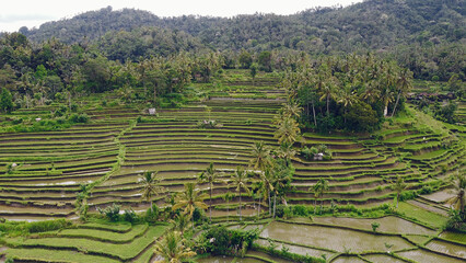 Fototapeta na wymiar Fields in Bali are photographed from a drone