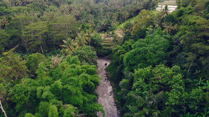 Forest on a Bali are photographed from a drone