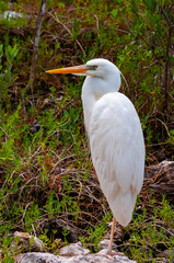 The great egret (Ardea alba), bird resting in mangroves, Florida