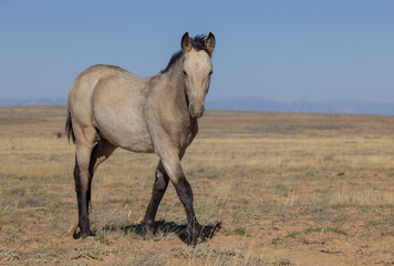 Cute Young Wild Horse in Autumn in the Wyoming Desert