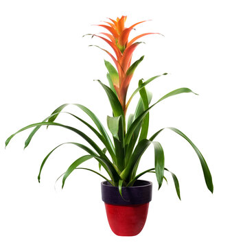 Bromelia guzmania isolated on transparent