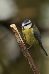 Closeup of a beautiful Blue Tit on a branch in a forest during sunrise