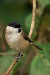 Naklejka premium Closeup of a beautiful Marsh Tit on a branch in a forest during sunrise