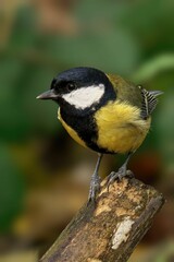 Closeup of a beautiful Great Tit on a branch in a forest during sunrise