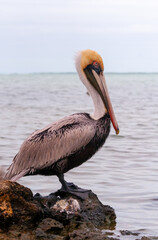Brown Pelican (Pelecanus occidentalis), an adult bird resting on a rock in the Gulf of Mexico, Florida