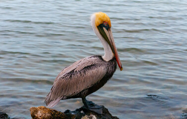 Brown Pelican (Pelecanus occidentalis), an adult bird resting on a rock in the Gulf of Mexico, Florida