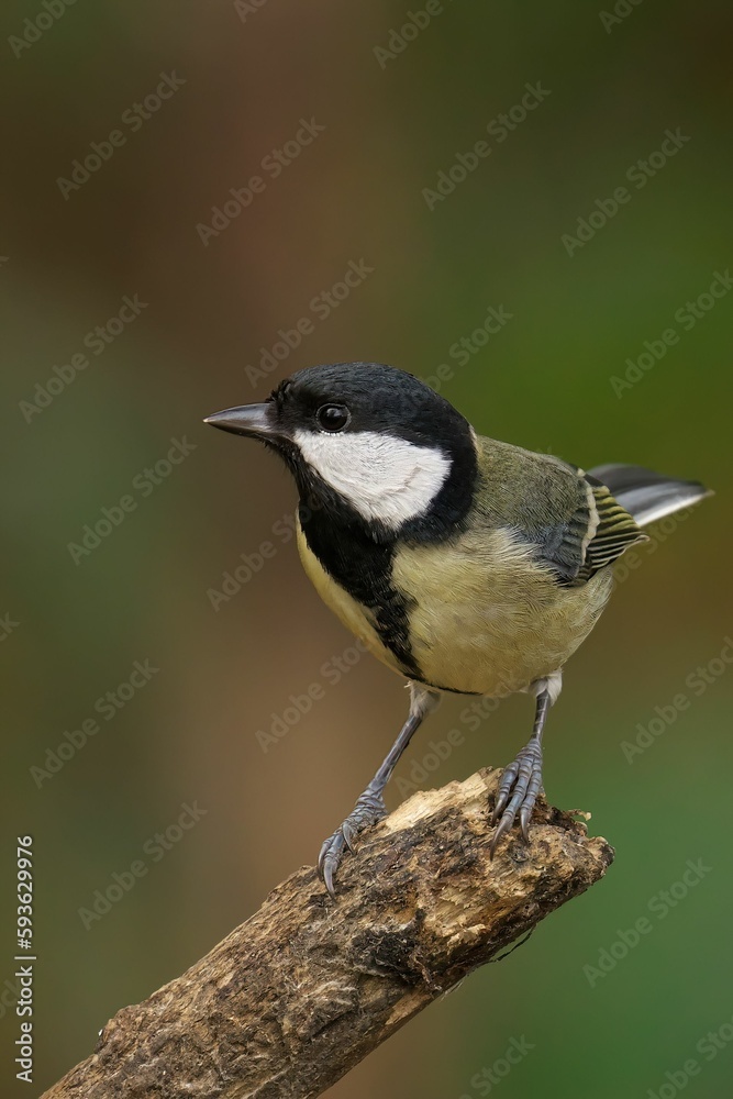 Sticker closeup of a beautiful great tit on a branch in a forest during sunrise