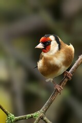 Closeup of a beautiful Goldfinch on a branch in a forest during sunrise
