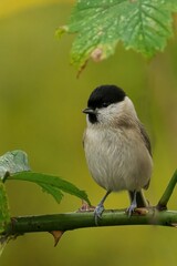 Closeup of a beautiful Marsh Tit on a branch in a forest during sunrise
