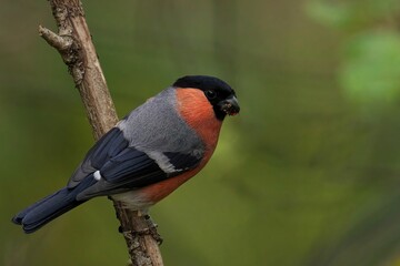 Closeup of a beautiful Eurasian bullfinch on a branch in a forest during sunrise