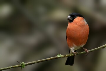 Closeup of a beautiful Eurasian bullfinch on a branch in a forest during sunrise
