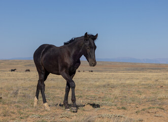 Fototapeta na wymiar Cute Young Wild Horse in Autumn in the Wyoming Desert