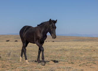 Fototapeta premium Cute Young Wild Horse in Autumn in the Wyoming Desert