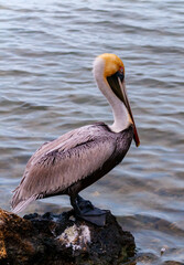 Brown Pelican (Pelecanus occidentalis), an adult bird resting on a rock in the Gulf of Mexico, Florida