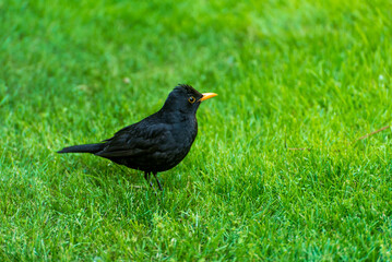 black thrush male in green grass. in the spring it looks for food in the grass for small birds