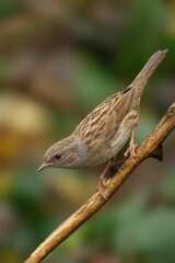 Closeup of a beautiful Dunnock on a branch in a forest during sunrise