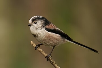 Closeup of a beautiful Long Tailed Tit on a branch in a forest during sunrise