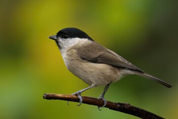 Obraz premium Closeup of a beautiful Marsh Tit on a branch in a forest during sunrise