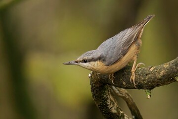 Closeup of a beautiful Nuthatch on a branch in a forest during sunrise